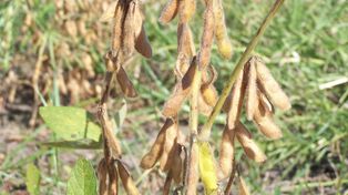 Soja: se encienden las alertas