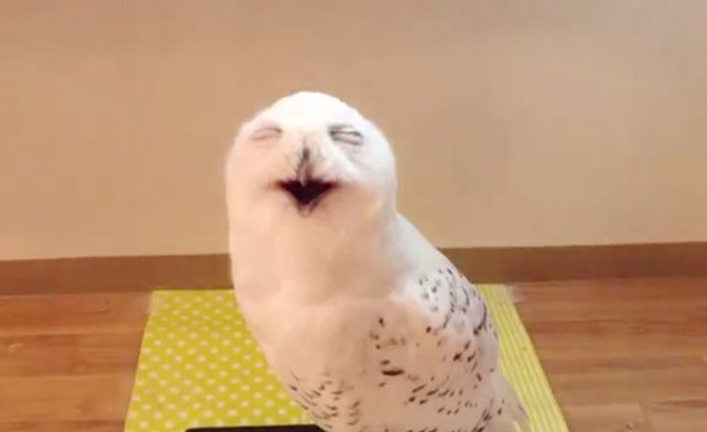 ¡Adorable!: mirá cómo sonríe esta lechuza