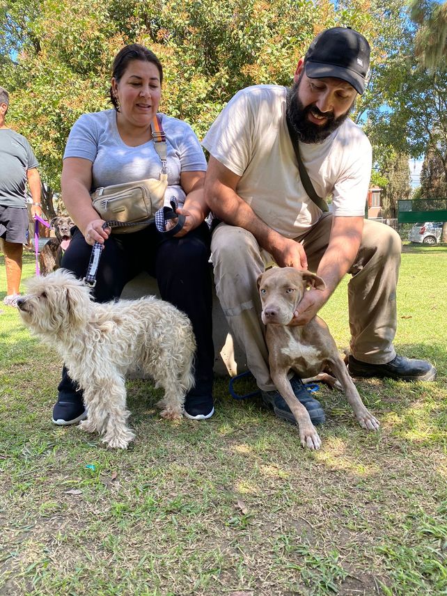 Todos los meses se realizan procedimientos a unos 150 perros y gatos funenses&nbsp;