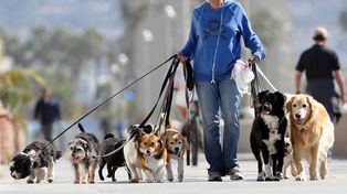 Por la falta de tiempo crece la demanda de paseadores caninos
