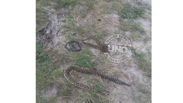Vecino de Sauce Montrull atrapó una yarará de más de un metro