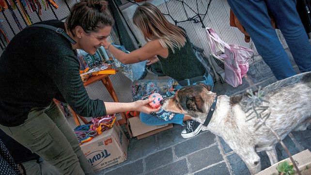 La fundación Callejeritos da pequeños y sólidos pasos