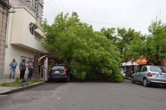 Cayó un árbol de gran porte sobre un auto en Bulevar y Mitre. Mirá las fotos