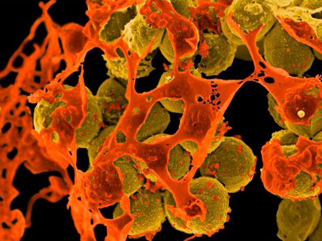 Antibióticos: cuidado con las superbacterias