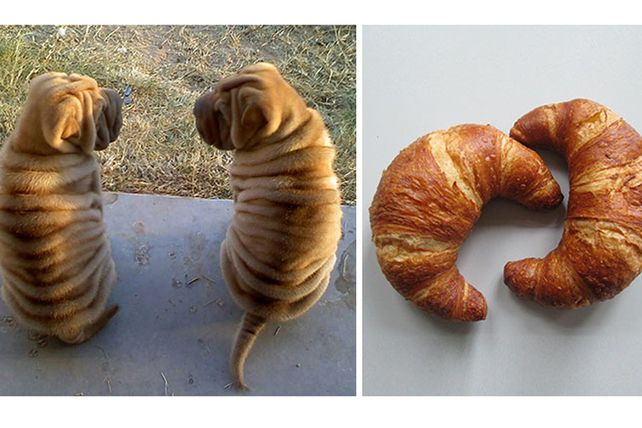 Personas, animales y objetos que son similares entre sí