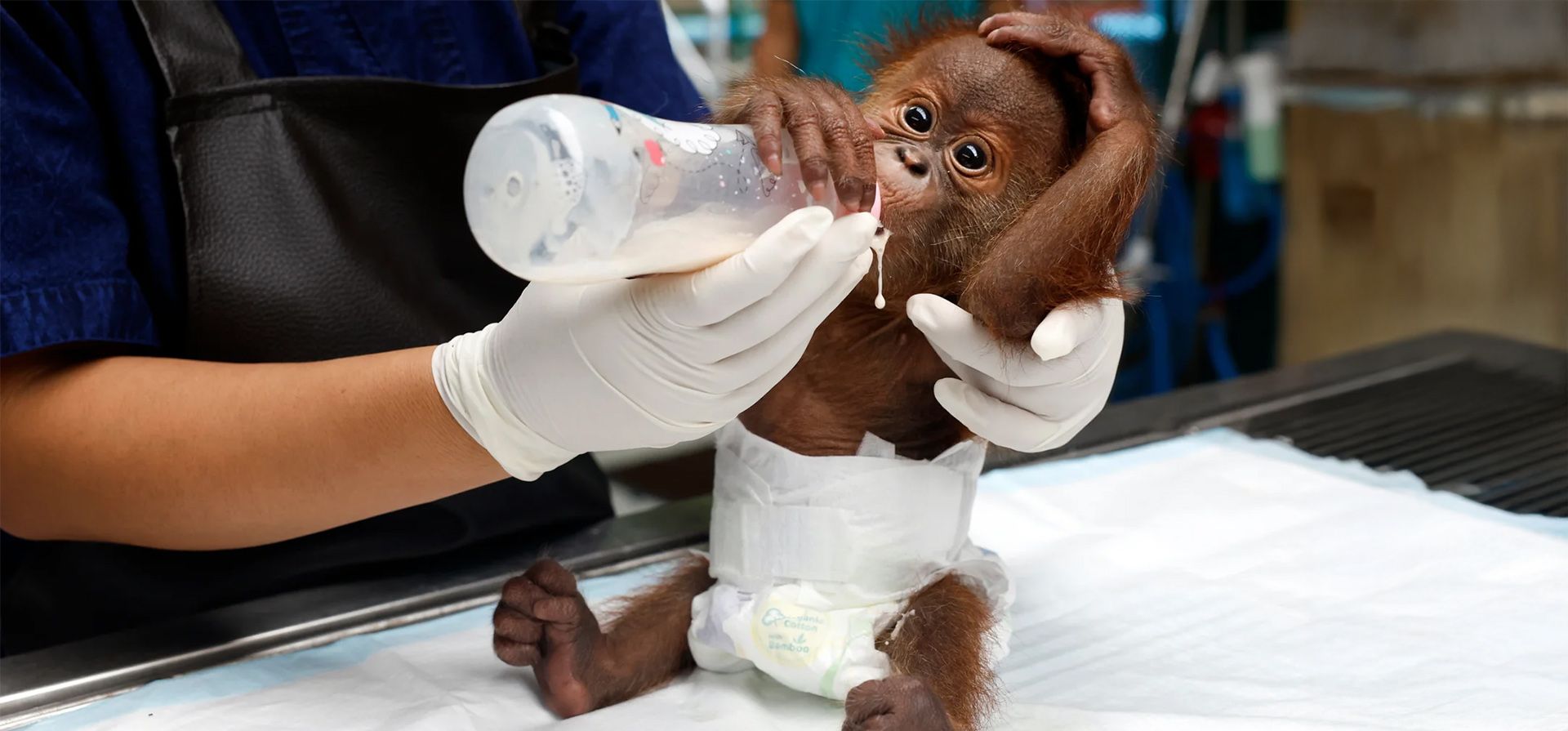Un veterinario tailandés alimenta a un bebé orangután rescatado en la clínica de vida silvestre del Departamento Forestal Real. Bangkok, Tailandia. Fotografía: Rungroj Yongrit/EPA Un veterinario tailandés alimenta a un bebé orangután rescatado en la clínica de vida silvestre del Departamento Forestal Real. Bangkok, Tailandia. Fotografía: Rungroj Yongrit/EPA