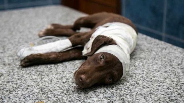 Aplican la pena máxima posible al acusado de haber despellejado a Chocolate