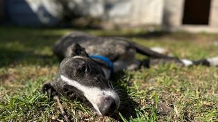 Ocho de los perros secuestrados son de raza galgo, muy usada para la caza y carreras clandestinas.
