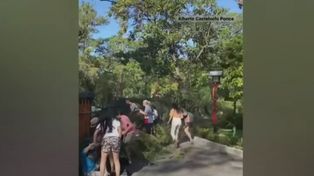 Impactante video: dos turistas heridos tras caer una rama de un árbol en el Jardín Japonés