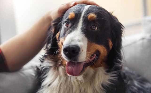 Acariciar a un perro ayuda a combatir el estrés y la ansiedad