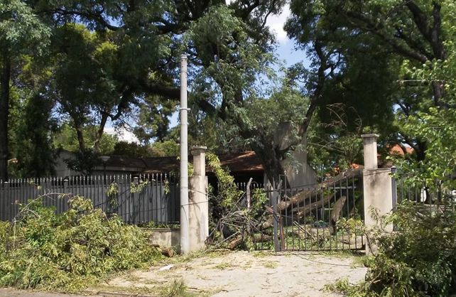 Cayó la rama de un árbol del Liceo sobre tres personas que caminaban por la vereda