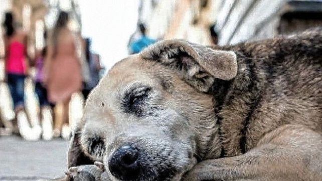 Un intendente en San Juan propone sacrificar a los perros callejeros que no sean adoptados