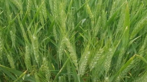Productores necesitan vender la mitad de sus granos para afrontar la campaña 2023/24