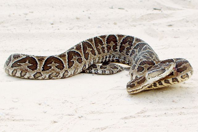 “Hay una característica única que diferencia las yarará de las serpientes no venenosas”