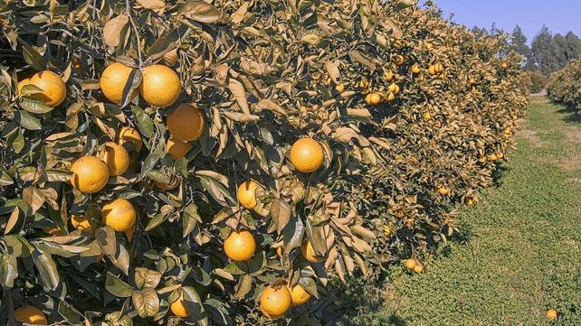 Productores. Por ley de oferta y demanda