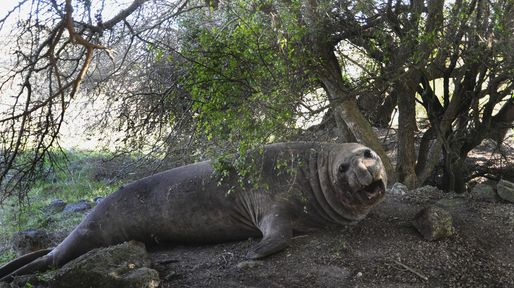 La insólita travesía de un elefante marino en un campo bonaerense