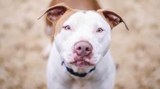 pitbull