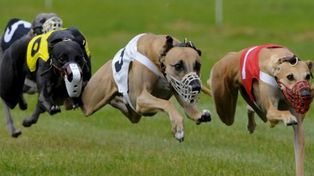 Media sanción a la ley que prohíbe las carreras de perros