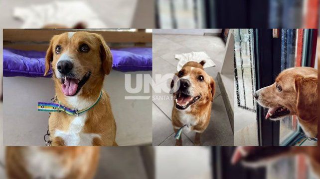 El perro salvajemente agredido en Sauce Viejo se recupera. “Chimuelo está muy bien y busca una familia”