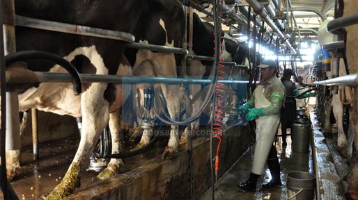 Tamberos retoman los bloqueos a usinas por el precio de la leche