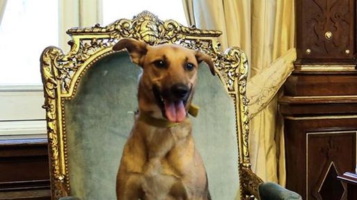 Sorpresa en las redes: Macri sentó a su perro en el sillón presidencial y lo subió al Facebook