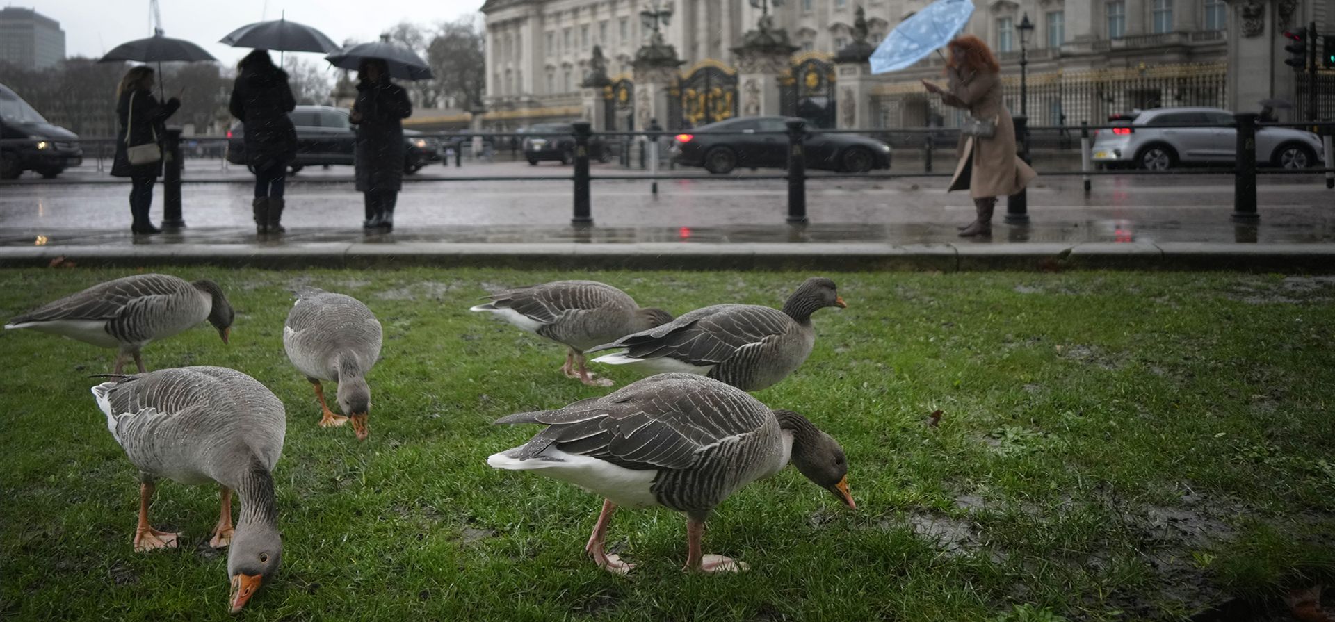 Los gansos se alimentan frente al Palacio de Buckingham en Londres, el martes 10 de enero de 2023. Después de semanas de exageraciones y días de filtraciones, los lectores tienen la oportunidad de juzgar el libro del Príncipe Harry por sí mismos.