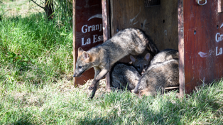 Casi 600 animales rescatados fueron liberados en Santa Fe durante el 2024.