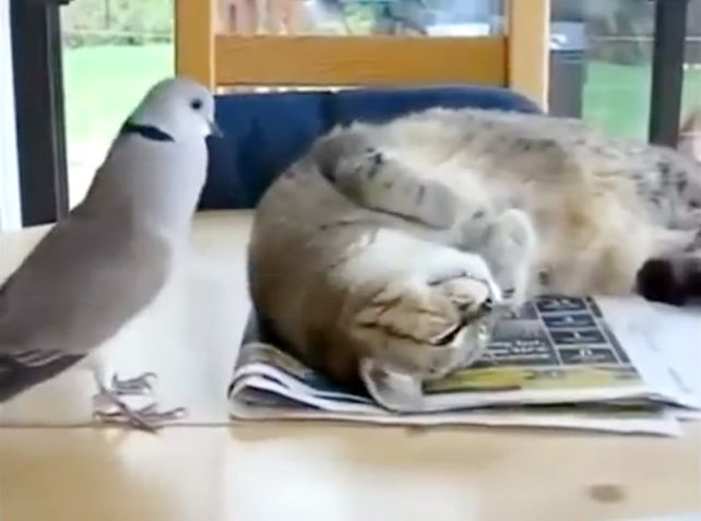 Una paloma se empeña en no dejar dormir a un apacible gatito