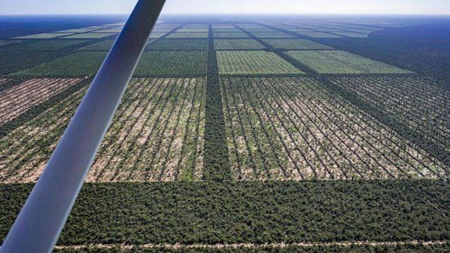 Organizaciones ambientales denunciarán ante la Justicia que la legislatura de Chaco aprobó