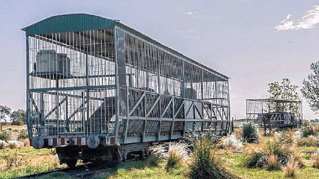 Una organización liderada por un veterinario egipcio avanza en las tratativas con el Gobierno para poder terminar con la dramática situación de estos tigres