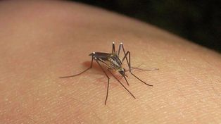 El aedes albofasciatus es el mosquito transmisor del virus.&nbsp;