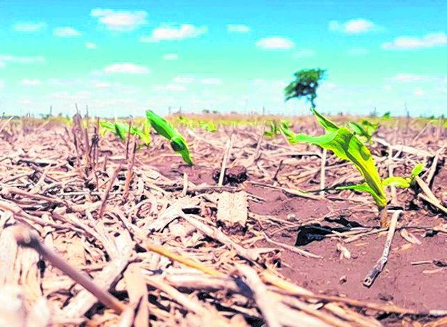 Brotes verdes. El panorama agrícola ganadero