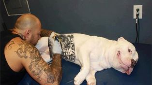 Indignación en redes sociales por la moda de tatuar mascotas
