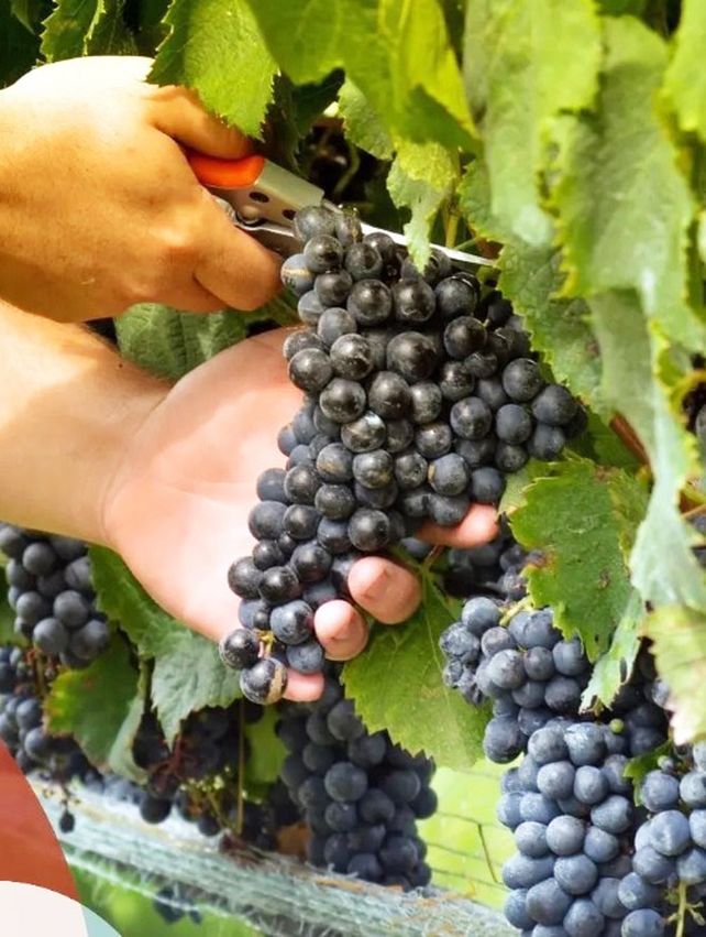 El Niño pone a prueba a la vitivinicultura entrerriana