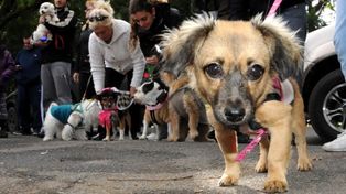 Por el Día del Animal, la Municipalidad programó actividades conmemorativas en la plaza de las Américas.&nbsp;