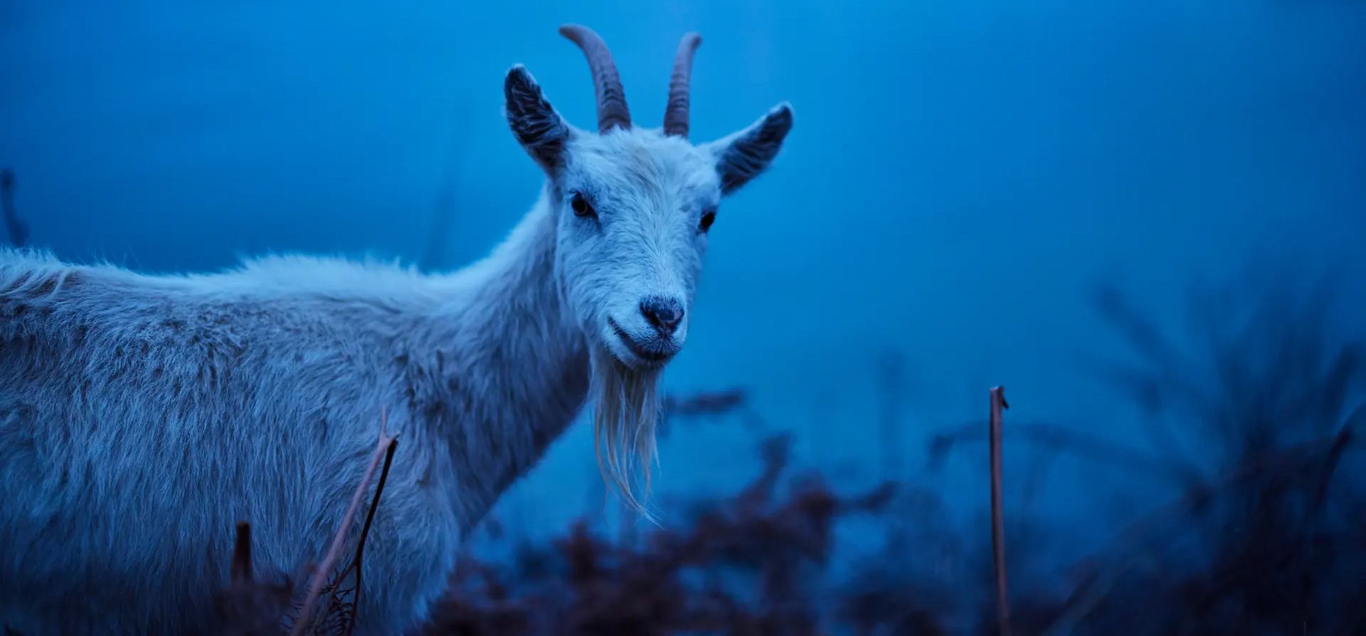 Cabras salvajes que viven en el Great Orme con vistas al muelle de Llandudno, catalogado de Grado II, que, con 700 metros, es el más largo de Gales. Las cabras se ven a menudo por la ciudad durante el invierno y la primavera, Llandudno, Gales. Fotografía: Christopher Thomond/The Guardian Cabras salvajes que viven en el Great Orme con vistas al muelle de Llandudno, catalogado de Grado II, que, con 700 metros, es el más largo de Gales. Las cabras se ven a menudo por la ciudad durante el invierno y la primavera, Llandudno, Gales. Fotografía: Christopher Thomond/The Guardian