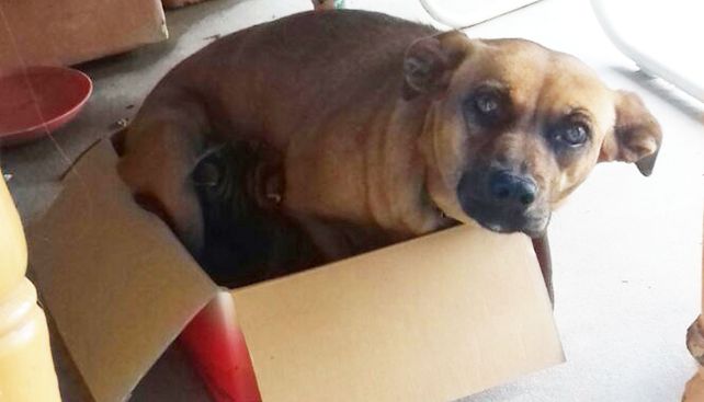 Nina lo cuida y limpia como a un pequeño cachorro de perro