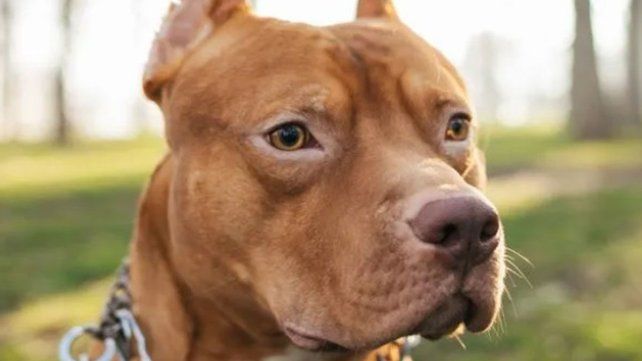 Otro ataque a una niña por parte de un perro de raza pitbull Otro ataque a una niña por parte de un perro de raza pitbull