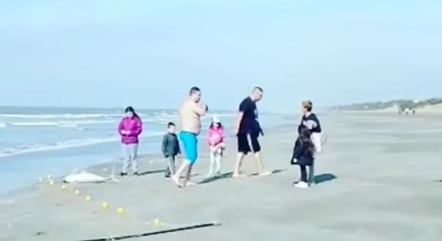 Ambientalistas aseguran que el ejemplar supuestamente pescado está en peligro de extinción.