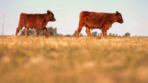 Nación derogó la prohibición de exportar ganado vacuno en pie con destino a faena