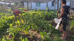 El cultivo de verduras agroecológicas tiene como objetivo brindar alimentos saludables y promover la cultura del respeto hacia el ambiente.