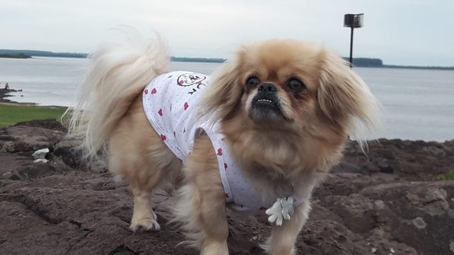 Pekinés, el perro que desapareció de la ciudad