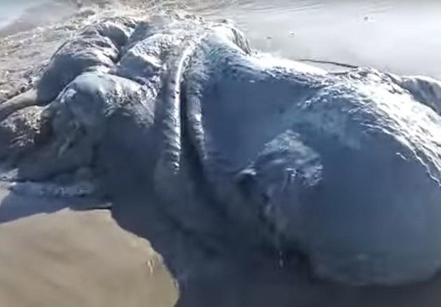 Misterio por el monstruo marino que apareció en Acapulco.  Foto: Captura de video.