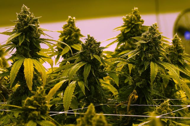El cannabis será eje central de un evento internacional que se desarrollará en Rosario