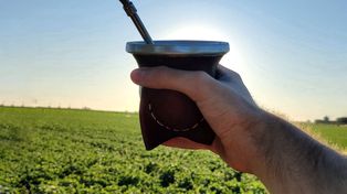 Qué dice el estudio inglés que vincula el cáncer con el mate