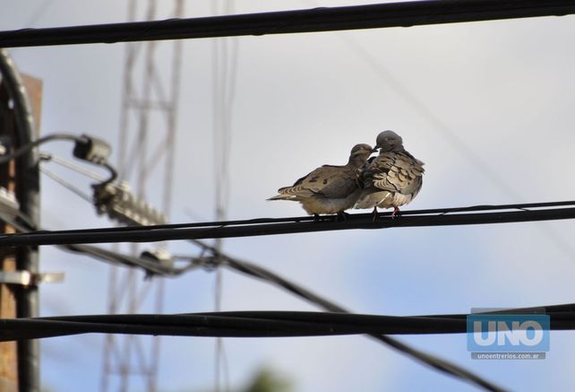 Mimos a plena luz del día