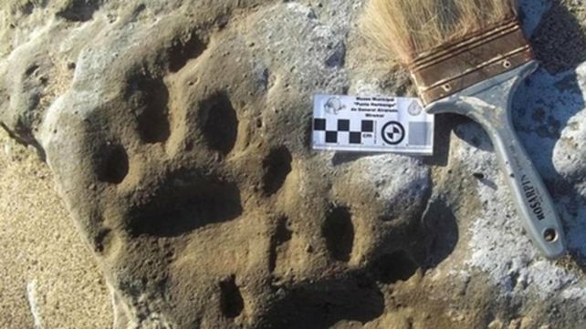 Miramar. El tigre dientes de sable habitó gran parte de América.