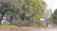 Temporal en Santa Fe: ráfagas de más de 70 km/h derribaron árboles, columnas y cables en distintos barrios de la ciudad