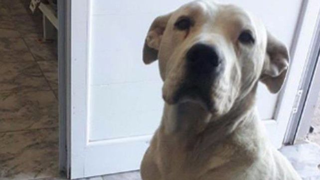 El peor ladrón del mundo: un perro roba en un almacén y después se entrega