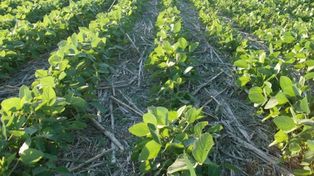 Se crea la Comisión de Protección Vegetal Santafesina